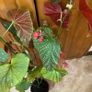 Mature Angel wing begonia Image 2