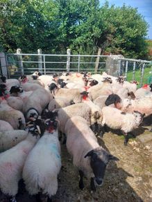 Ram lambs