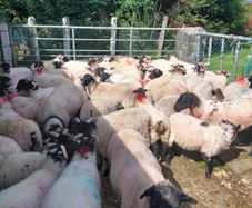 Ram lambs