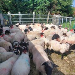 Ram lambs