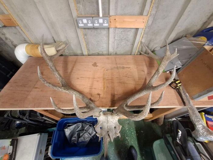 stag antlers