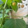 Yellow Big Raspberry plant Image 5