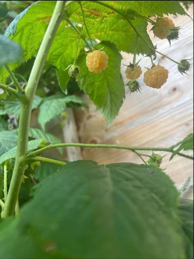 Yellow Big Raspberry plant