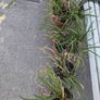 Daylillies in pots Image 2