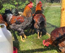 Poultry