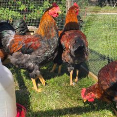 Poultry