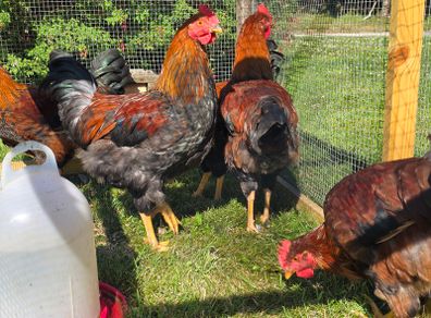 Poultry