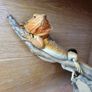 Bearded dragon with terrarium and full setup Image 2