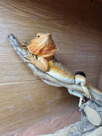 Bearded dragon with terrarium and full setup