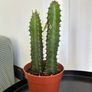 Cacti & Succulents Image 2