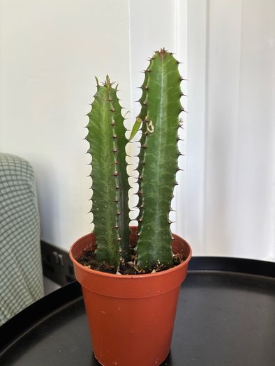 Cacti & Succulents