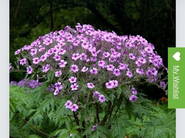Geranium Maderense