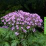 Geranium Maderense Image 3