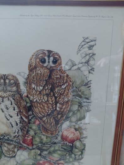 Limited Edition framed 'Tawny Owls' by Elisabeth Luard
