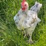 Splash Maran Cockerel Image 5