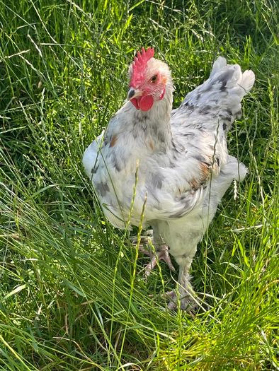 Splash Maran Cockerel