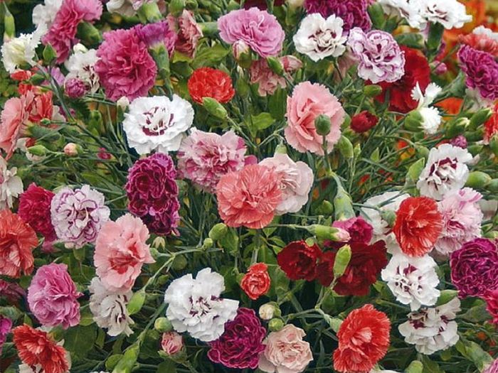 (D) Carnation Enfant De Nice Mix Seeds 0.15g (415052)