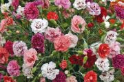 (D) Carnation Enfant De Nice Mix Seeds 0.15g (415052)
