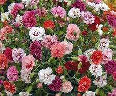 (D) Carnation Enfant De Nice Mix Seeds 0.15g (415052)