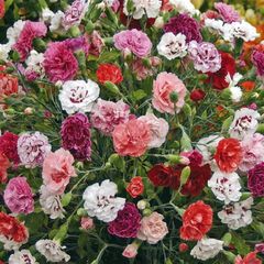 (D) Carnation Enfant De Nice Mix Seeds 0.15g (415052)