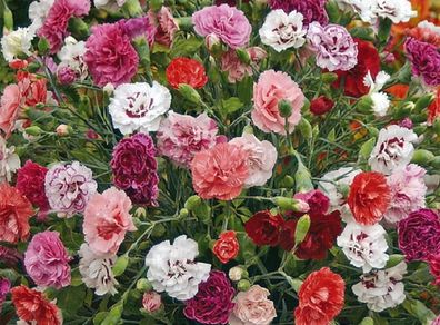 (D) Carnation Enfant De Nice Mix Seeds 0.15g (415052)