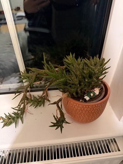 Plants for sale