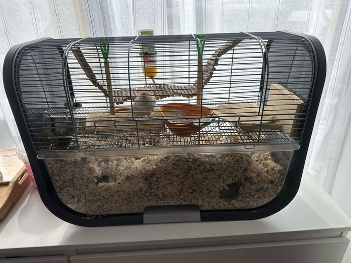 Pet gerbils with cage and accessories