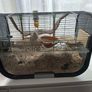 Pet gerbils with cage and accessories Image 3