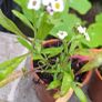 Alyssum Image 2