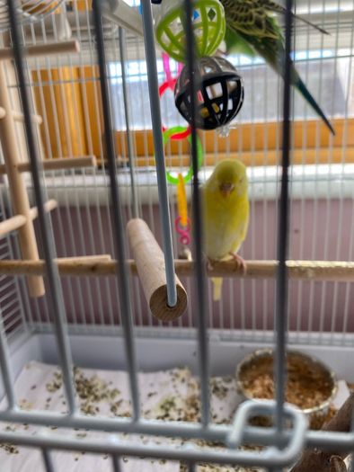 bird cage