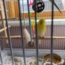 budgie cage Image 4