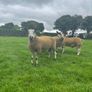 Bluefaced Leicester hoggets Image 6