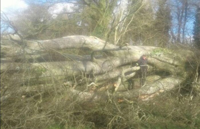 Tree felling