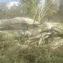 Tree felling Image 4