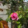 climbing rose Image 2