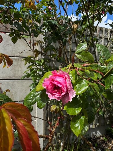 climbing rose