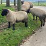 Rams Image 6
