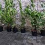 Laurel 4ft in 5 Litre Pot just 5 euro Image 2