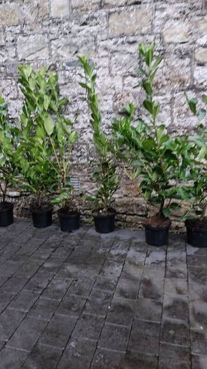 Laurel 4ft in 5 Litre Pot just 5 euro