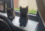 beautiful kittens