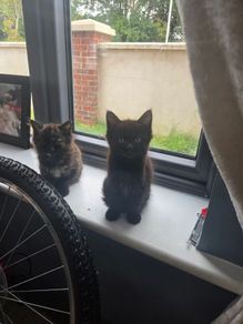 beautiful kittens