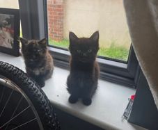 beautiful kittens