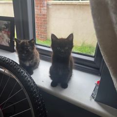 beautiful kittens