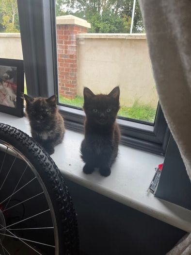beautiful kittens