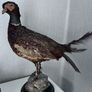 Taxidermy pheasant Image 3