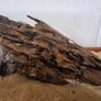 Dragon Wood Image 4