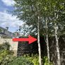 Tall straight Silver Birch tree Image 2