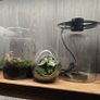mini terrarium Image 3