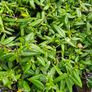 Garden Plants, Two Euros Image 4