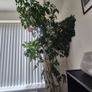 Plant Image 3